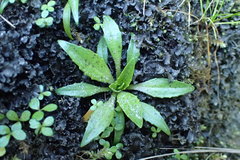 Plantago unibracteata