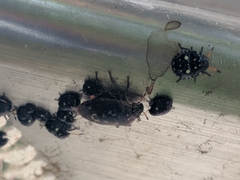 Pseudapines geminata