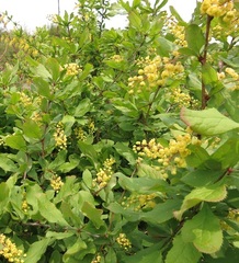 Berberis amurensis