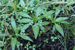 Plantago unibracteata