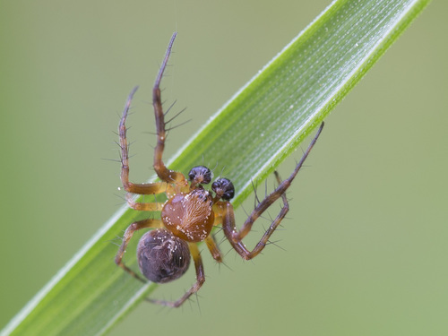 Ornamental Orbweaver
