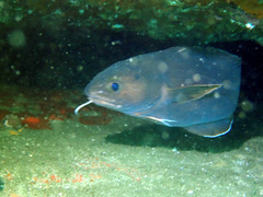 Lotella rhacina
