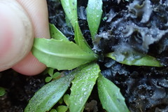 Plantago unibracteata