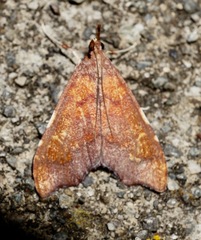 Deana hybreasalis