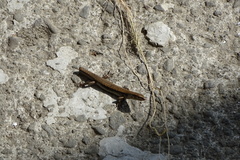 Scincella formosensis