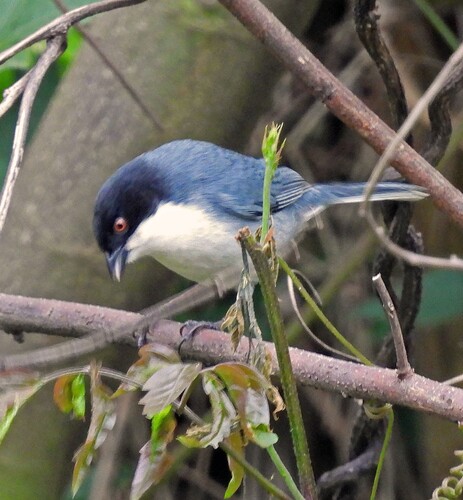 Black-capped Warbling Finch (Microspingus melanoleucus), photo 8