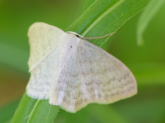 Scopula floslactata