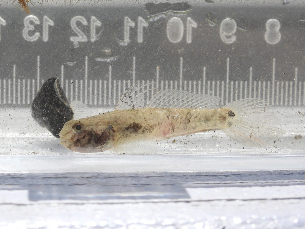 Lyre Goby