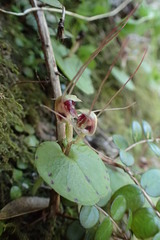 Corybas rivularis