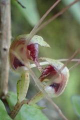 Corybas rivularis