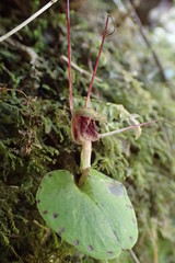 Corybas rivularis