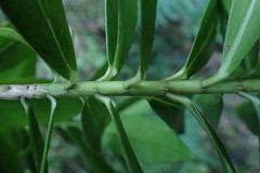 Pimelea longifolia