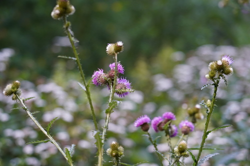 Adavi Thistle (Carduus clavulatus)