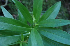 Pimelea longifolia