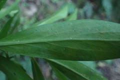 Pimelea longifolia