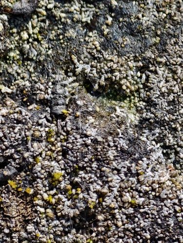 Juratzka's Silverwort (Anthelia juratzkana)