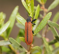Rhinotia haemoptera