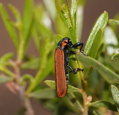 Rhinotia haemoptera
