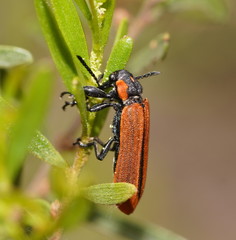 Rhinotia haemoptera
