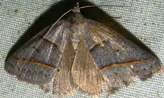 Ptichodis bistrigata