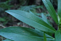 Pimelea longifolia