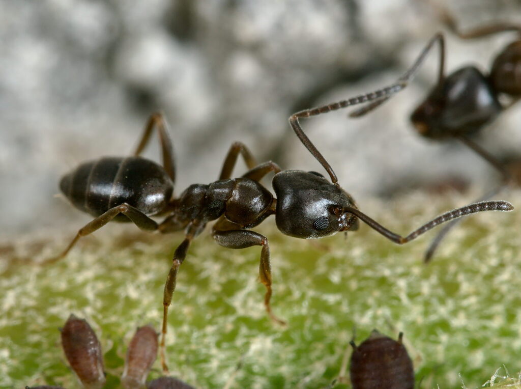 Erratic Ant