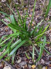 Iris foetidissima