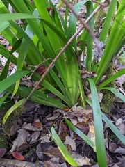 Iris foetidissima