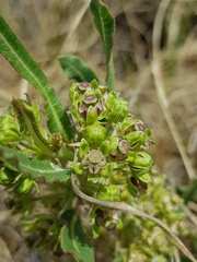 Xysmalobium brownianum