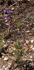 Penstemon leiophyllus