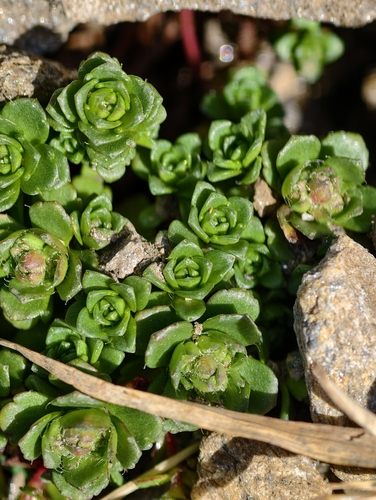 Two-flowered purple saxifrage (Saxifraga biflora)