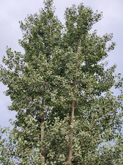 Populus