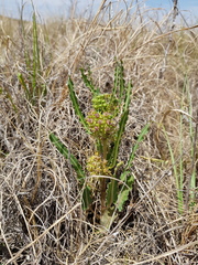 Xysmalobium brownianum