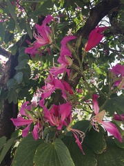 Bauhinia