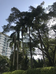 Arecaceae
