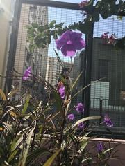Ruellia simplex