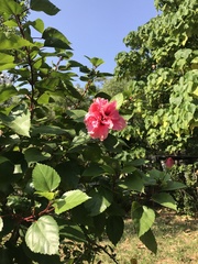 Hibiscus rosa-sinensis
