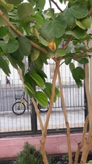 Bauhinia
