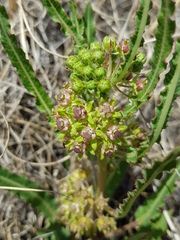 Xysmalobium brownianum