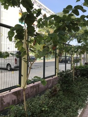 Bauhinia