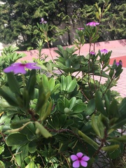 Catharanthus roseus