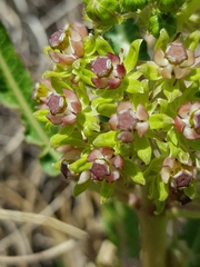 Xysmalobium brownianum