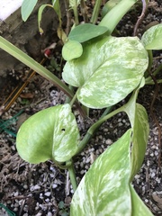 Epipremnum aureum