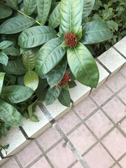Angiospermae