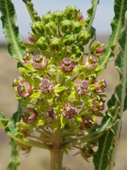 Xysmalobium brownianum