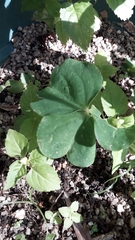 Oxalis