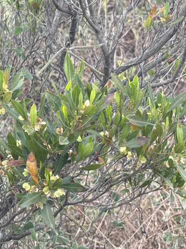 Dodonaea viscosa observed 2025-08-26