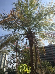 Arecaceae