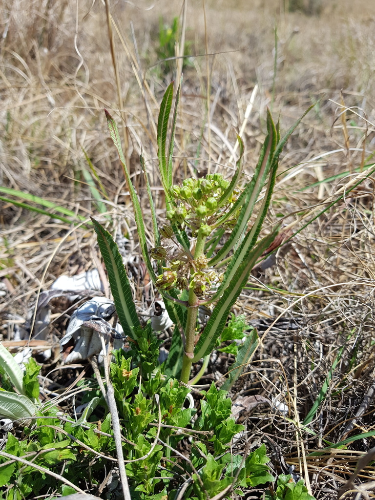 Xysmalobium brownianum