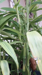 Liliopsida
